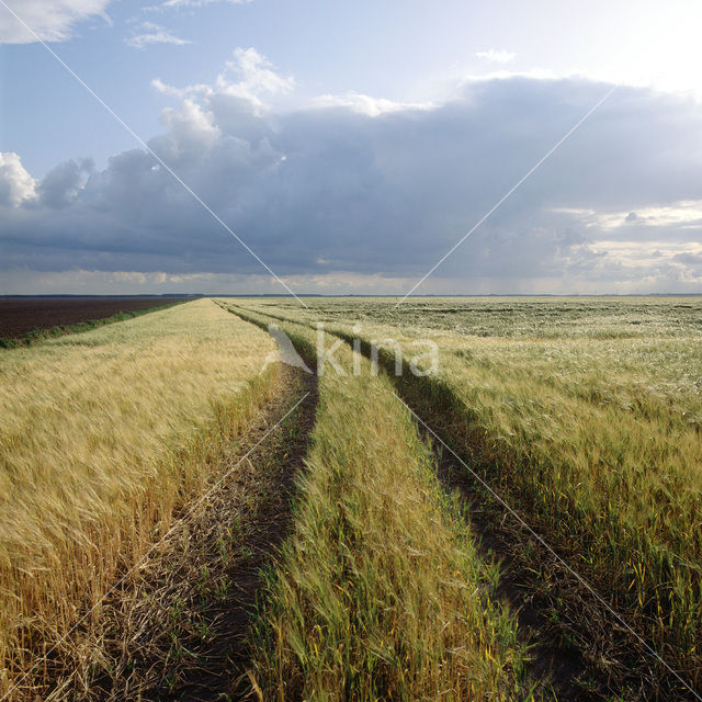 Tarwe (Triticum aestivum)