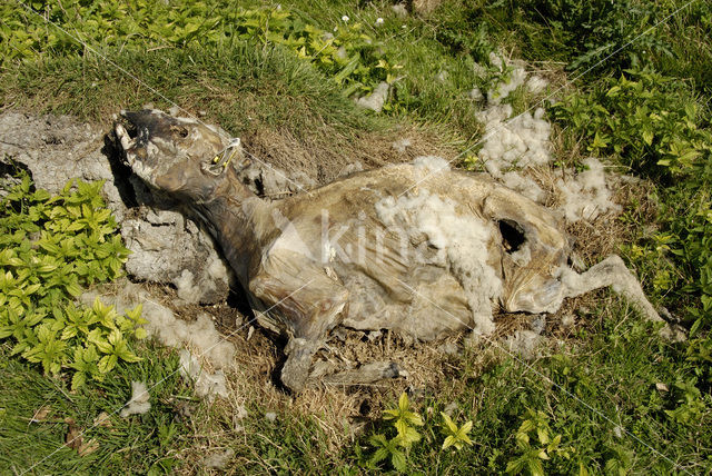 sheep (Ovis domesticus)
