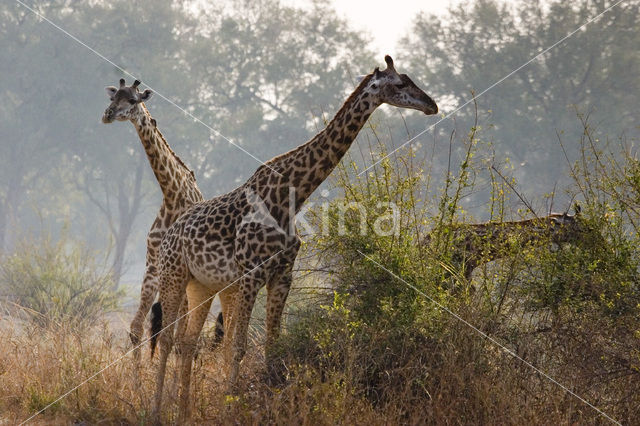 Thornicroft’s giraffe (Giraffa camelopardalis thornicrofti)