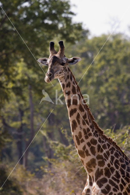 Thornicroft’s giraffe (Giraffa camelopardalis thornicrofti)