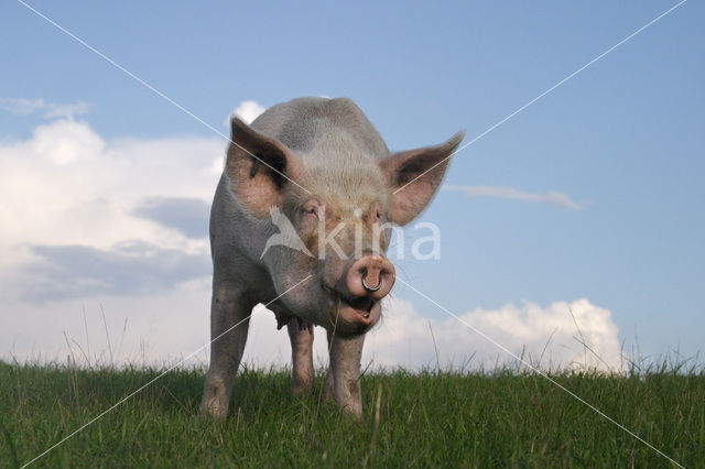 Pig (Sus domesticus)
