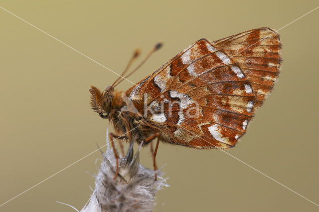 Veenbesparelmoervlinder (Boloria aquilonaris)