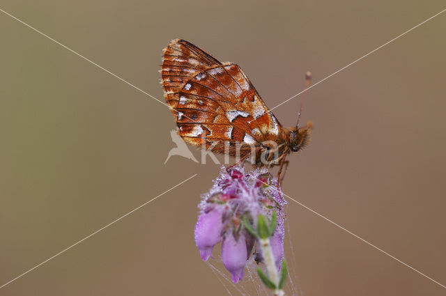 Veenbesparelmoervlinder (Boloria aquilonaris)