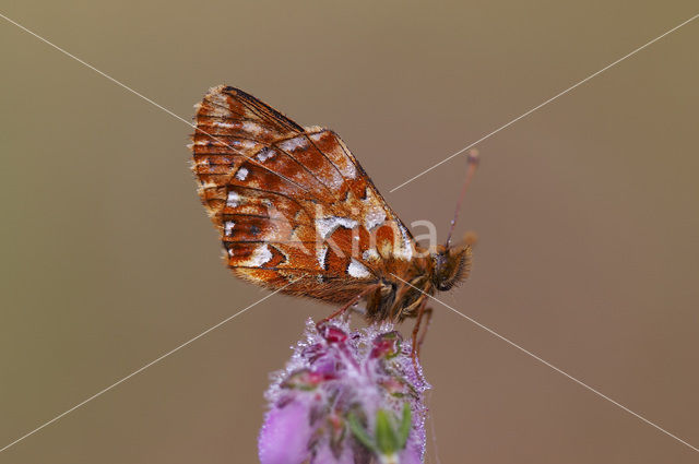 Veenbesparelmoervlinder (Boloria aquilonaris)