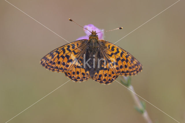 Cranberry Fritillary (Boloria aquilonaris)