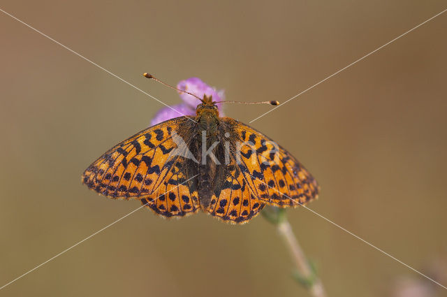 Veenbesparelmoervlinder (Boloria aquilonaris)