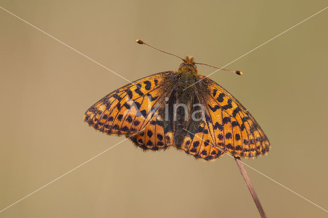 Veenbesparelmoervlinder (Boloria aquilonaris)