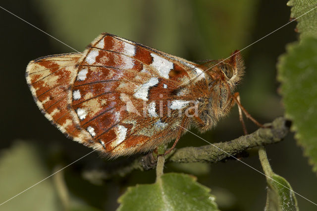 Veenbesparelmoervlinder (Boloria aquilonaris)