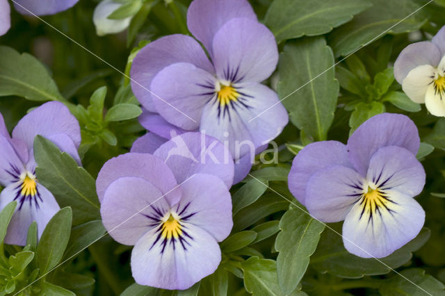 Violet (Viola spec.)