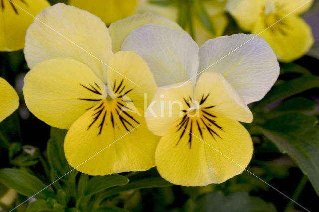 Viooltje (Viola spec.)