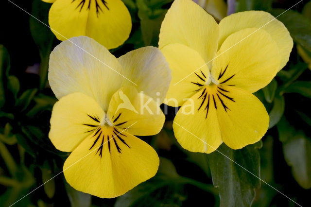 Viooltje (Viola spec.)