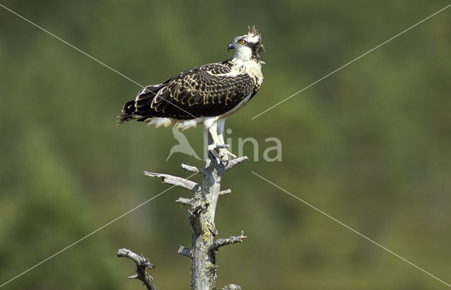 Osprey (Pandion haliaetus)