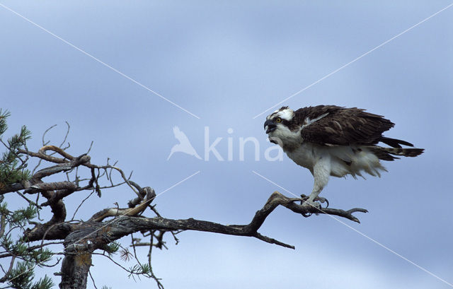 Osprey (Pandion haliaetus)