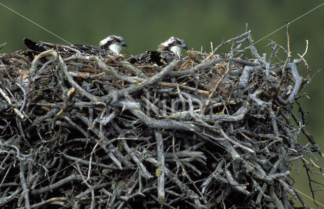 Visarend (Pandion haliaetus)