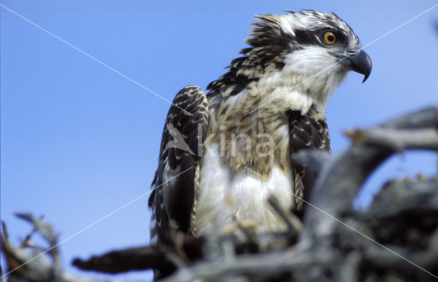 Visarend (Pandion haliaetus)