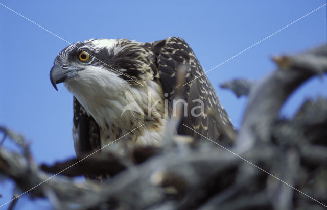 Visarend (Pandion haliaetus)