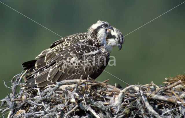 Osprey (Pandion haliaetus)