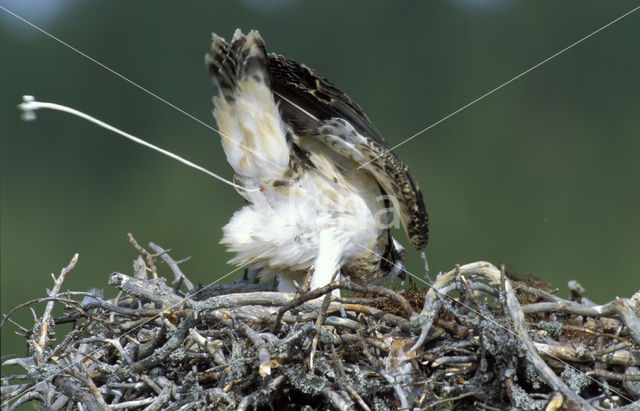 Visarend (Pandion haliaetus)