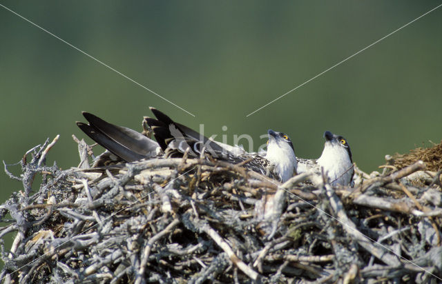 Osprey (Pandion haliaetus)