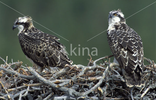 Osprey (Pandion haliaetus)