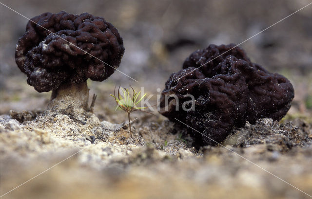 Voorjaarskluifzwam (Gyromitra esculenta)