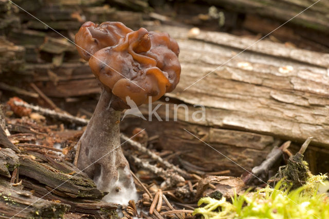 Voorjaarskluifzwam (Gyromitra esculenta)