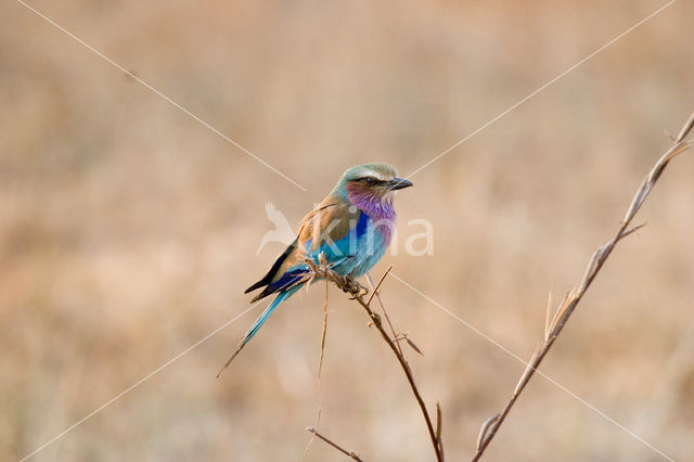 Lilac-breasted Roller (Coracias caudatus)