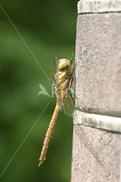 Northern Hawker (Aeshna isosceles)