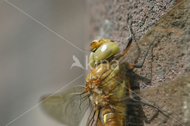 Northern Hawker (Aeshna isosceles)