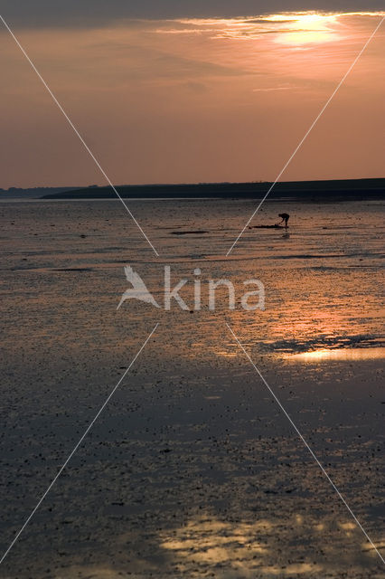 Waddensea