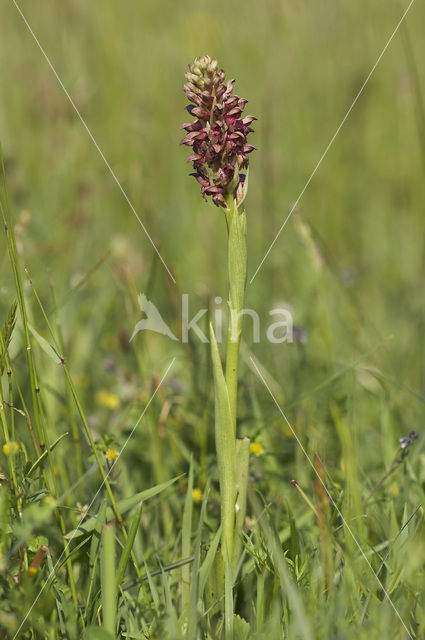 Bug Orchid (Anacamptis coriophora)