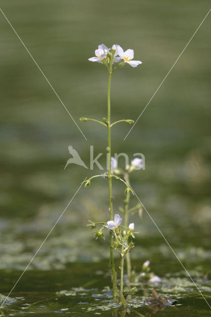 Waterviolet (Hottonia palustris)