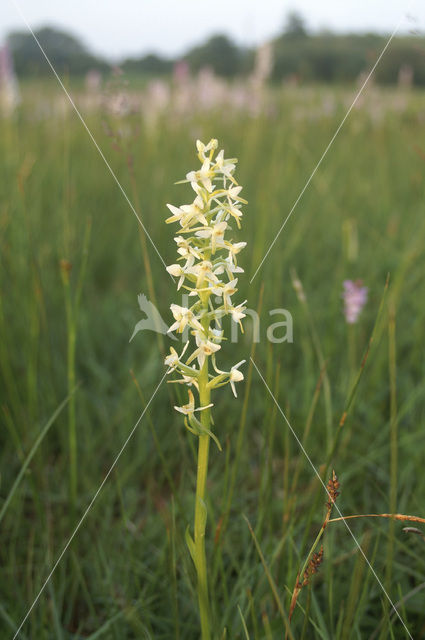 Welriekende nachtorchis (Platanthera bifolia)