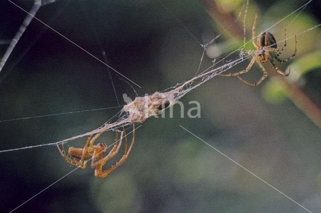 Spider (Aranaeidae spec.)