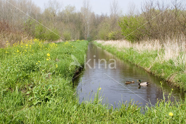 Mallard