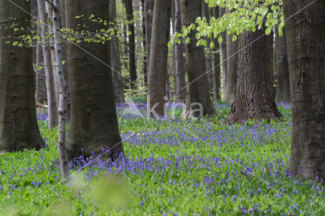 Bluebell (Scilla non-scripta)