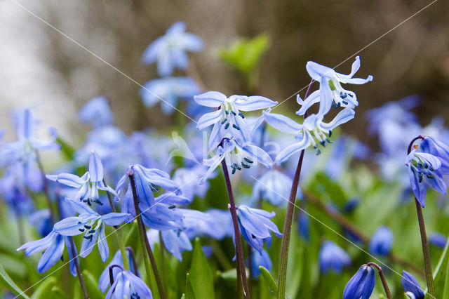 Bluebell (Scilla non-scripta)