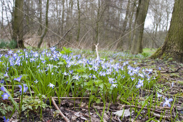 Bluebell (Scilla non-scripta)