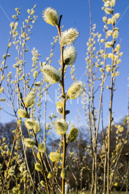 Willow (Salix)