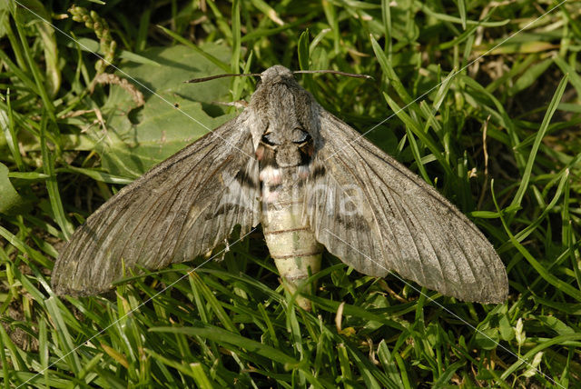 Convulvulus Hawk-moth (Agrius convolvuli)