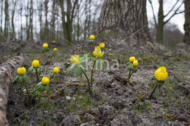 Winter Aconite (Eranthis hyemalis)