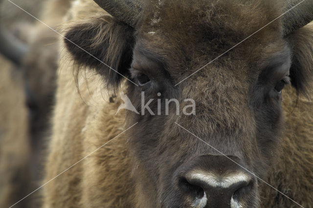 Wisent (Bison bonasus)