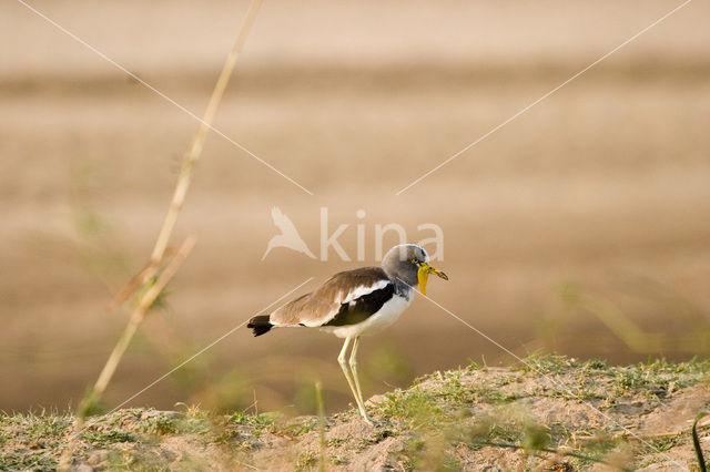 Witkruinkievit (Vanellus albiceps)
