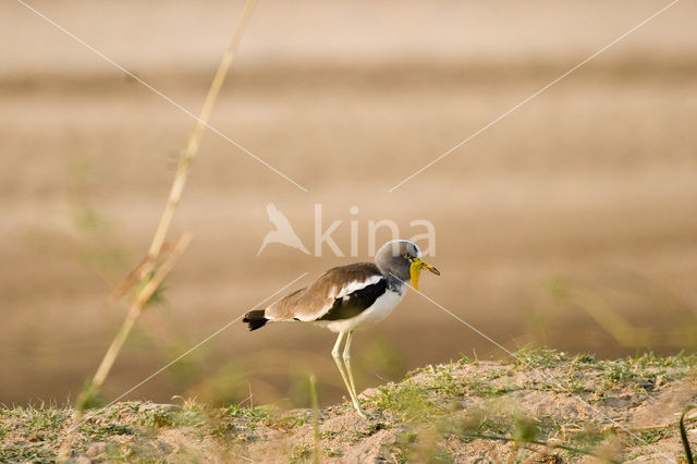 White-headed Lapwing (Vanellus albiceps)