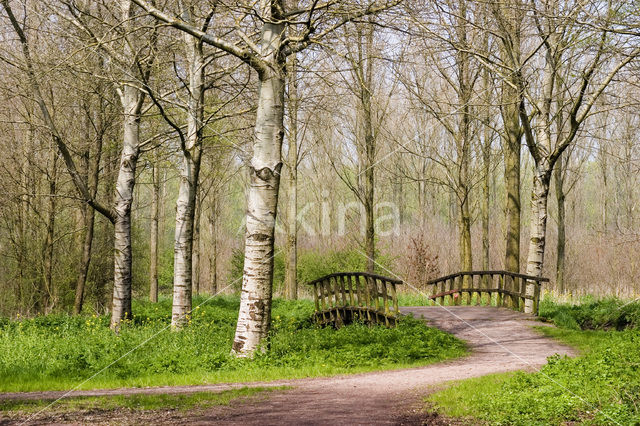 White Poplar (Populus alba)