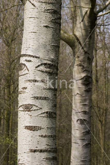 Witte abeel (Populus alba)