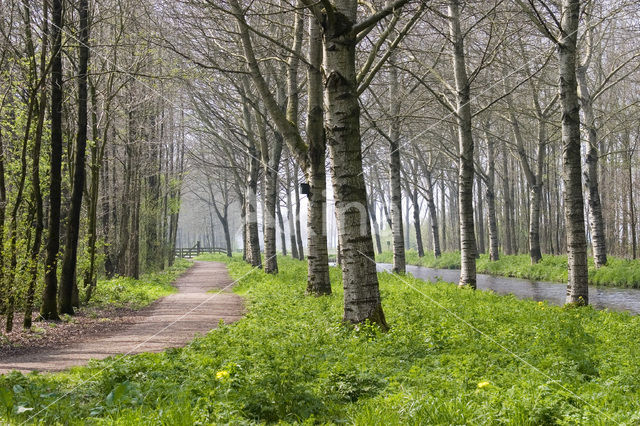 Witte abeel (Populus alba)