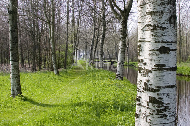 White Poplar (Populus alba)