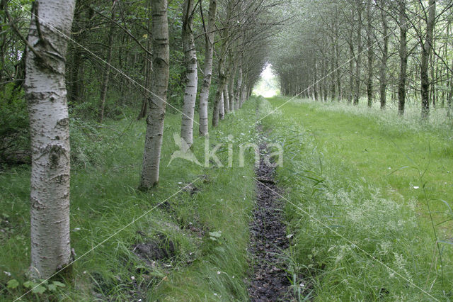 White Poplar (Populus alba)