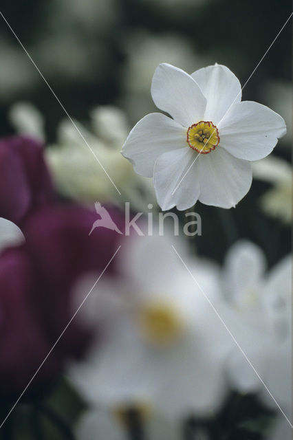 Pheasant’s-eye Daffodil (Narcissus poeticus)